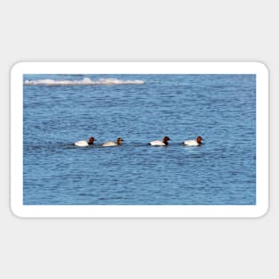 Canvasback Ducks Swimming Along a River Sticker